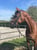 Horse ad