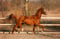 Horse ad