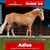 Annuncio cavallo