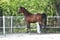 Annuncio cavallo