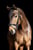 Horse ad
