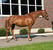 Annuncio cavallo