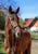 Anuncio de caballos