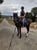 Annuncio cavallo