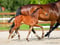 Horse ad