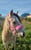 Anuncio de caballos