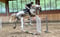 Horse ad