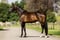 Horse ad