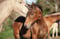Annonce cheval