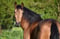 Horse ad