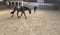 Annuncio cavallo