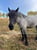 Annuncio cavallo