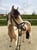 Horse ad