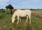 Annuncio cavallo