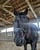 Horse ad