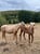 Anuncio de caballos