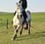 Horse ad