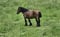 Annuncio cavallo