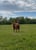Horse ad
