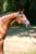 Horse ad