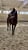 Horse ad