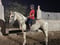 Horse ad
