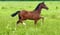 Annuncio cavallo