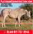 Horse ad