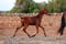 Horse ad