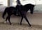 Annuncio cavallo
