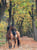 Horse ad