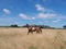 Annonce cheval