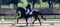 Horse ad
