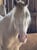 Horse ad