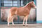 Annuncio cavallo