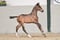 Annuncio cavallo