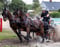 Anuncio de caballos