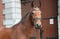 Annuncio cavallo