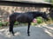 Horse ad