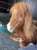 Horse ad