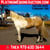 Annuncio cavallo