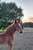 Annuncio cavallo
