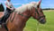 Horse ad