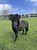 Annuncio cavallo