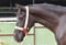 Horse ad