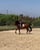 Horse ad