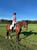 Annuncio cavallo