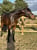 Horse ad