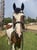 Horse ad