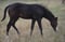 Horse ad